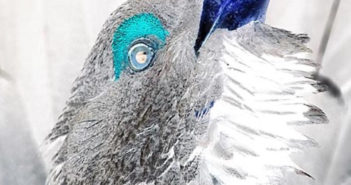 Habelard2 – Il Ritorno Del Gallo Cedrone