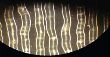 Dworniak Bone Lapsa – Fingers Pointing At The Moon