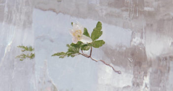 Efterklang – Windflowers Efterklang - Wildflowers (City Slang, 08.10.21)