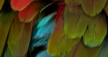NYOS - Celebration (Pelagic Records/Soulfood, 08.04.22)