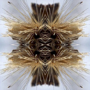 Yakuza - Sutra (Svart, 19.05.2023) COVER