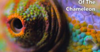 Mario Schönwälder – The Eye of the Chameleon