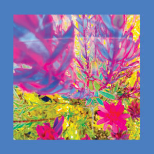 The Reds, Pinks & Purples - The Past Is A Garden I Never Fed (Fire Records, 04.07.2025)